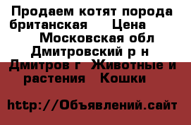 Продаем котят порода британская.  › Цена ­ 5 000 - Московская обл., Дмитровский р-н, Дмитров г. Животные и растения » Кошки   